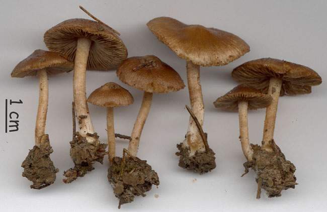 Inocybe transitoria